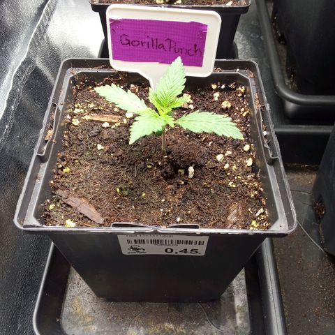 Gorilla Punch Automatik  growlog timeline photo