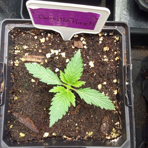 Gorilla Punch Automatik  growlog timeline photo