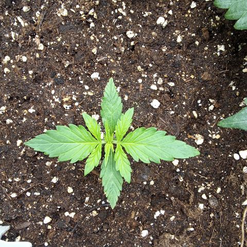 Zkittlez Automatic  growlog timeline photo