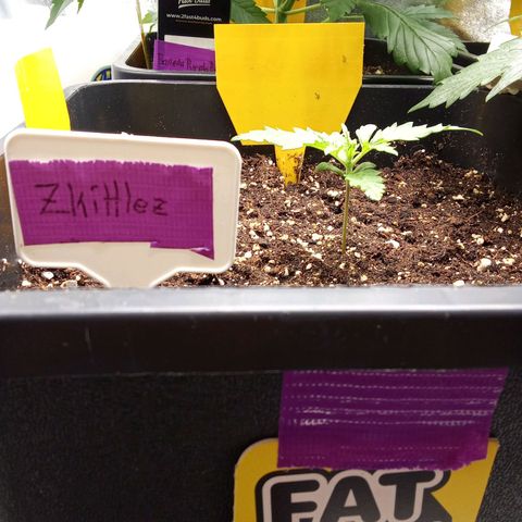 Zkittlez Automatic  growlog timeline photo