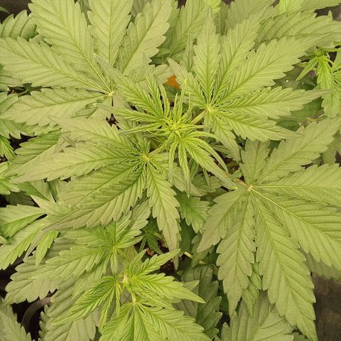 Banana Purple Punch Automatik #1 Hinten Rechts  growlog timeline photo