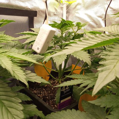 Banana Purple Punch Automatik #1 Hinten Rechts  growlog timeline photo