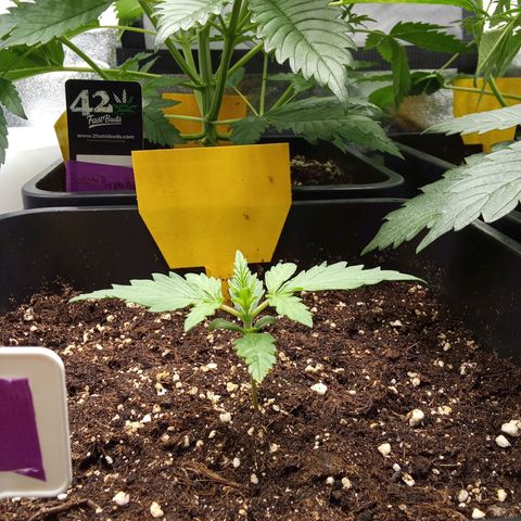 Zkittlez Automatic  growlog timeline photo