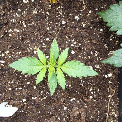 Zkittlez Automatic  growlog timeline photo