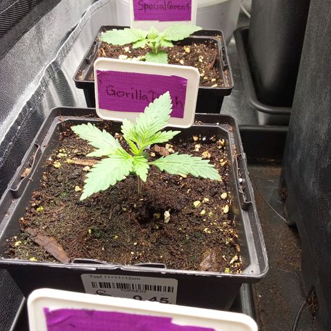 Gorilla Punch Automatik  growlog timeline photo