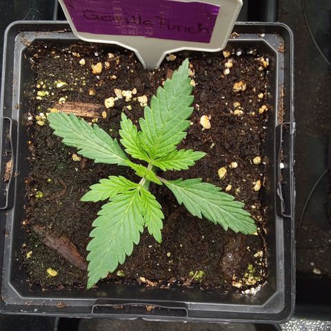 Gorilla Punch Automatik  growlog timeline photo