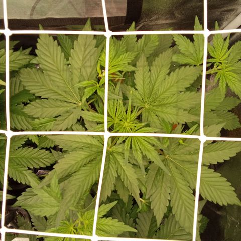 Banana Purple Punch Automatik #1 Hinten Rechts  growlog timeline photo