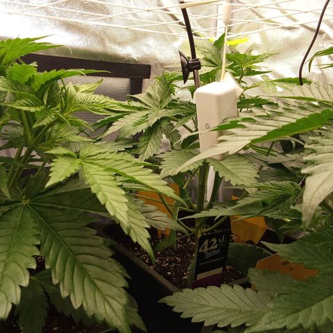 Banana Purple Punch Automatik #1 Hinten Rechts  growlog timeline photo