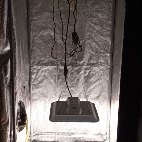 Gorilla Punch Automatik  growlog timeline photo