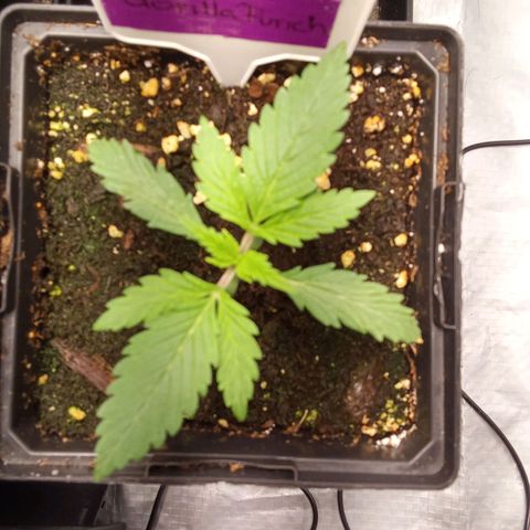 Gorilla Punch Automatik  growlog timeline photo