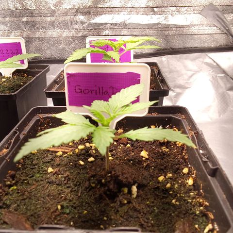 Gorilla Punch Automatik  growlog timeline photo