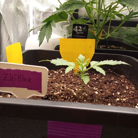 Zkittlez Automatic  growlog timeline photo