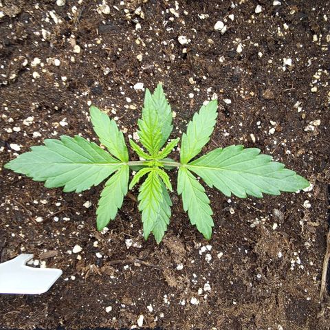 Zkittlez Automatic  growlog timeline photo