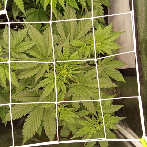 Banana Purple Punch Automatik #1 Hinten Rechts  growlog timeline photo