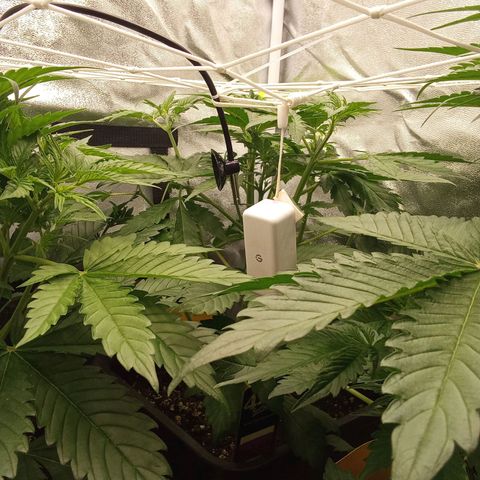 Banana Purple Punch Automatik #1 Hinten Rechts  growlog timeline photo