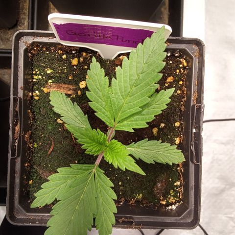 Gorilla Punch Automatik  growlog timeline photo