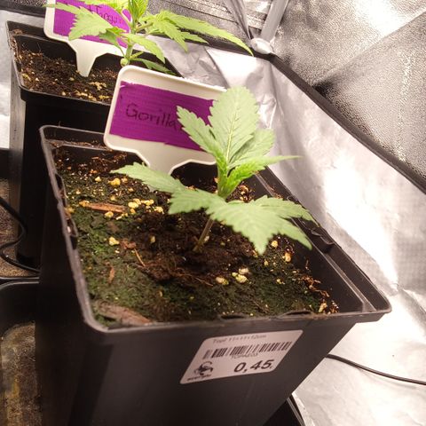 Gorilla Punch Automatik  growlog timeline photo