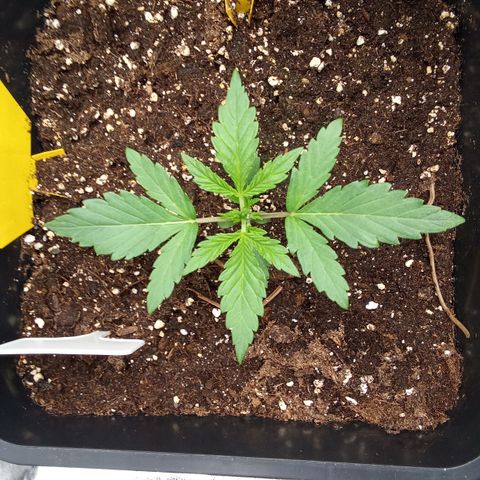 Zkittlez Automatic  growlog timeline photo