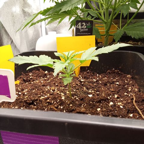 Zkittlez Automatic  growlog timeline photo