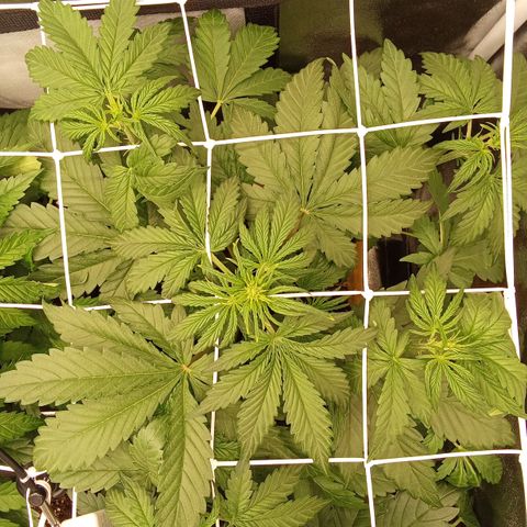 Banana Purple Punch Automatik #1 Hinten Rechts  growlog timeline photo