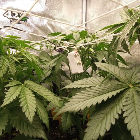 Banana Purple Punch Automatik #1 Hinten Rechts  growlog timeline photo