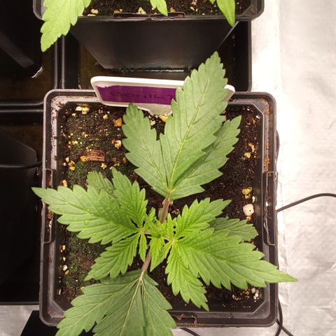 Gorilla Punch Automatik  growlog timeline photo