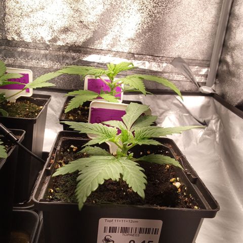Gorilla Punch Automatik  growlog timeline photo