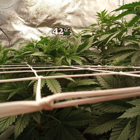 Banana Purple Punch Automatik #1 Hinten Rechts  growlog timeline photo