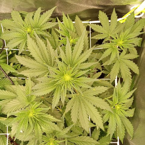 Banana Purple Punch Automatik #1 Hinten Rechts  growlog timeline photo