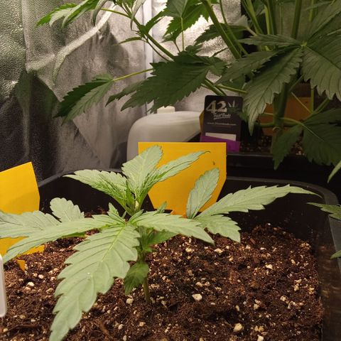 Zkittlez Automatic  growlog timeline photo