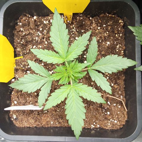 Zkittlez Automatic  growlog timeline photo