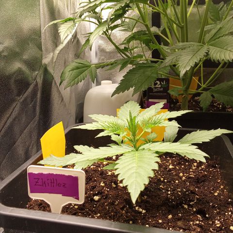 Zkittlez Automatic  growlog timeline photo