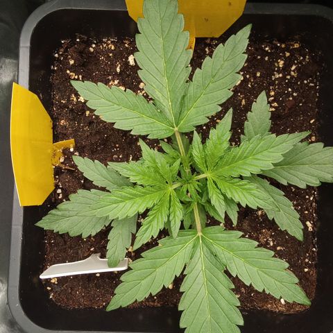 Zkittlez Automatic  growlog timeline photo