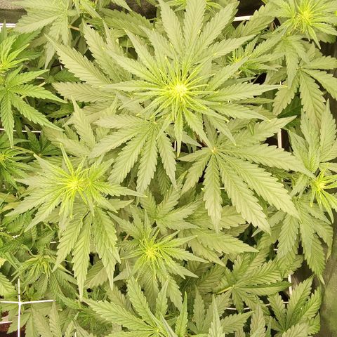 Banana Purple Punch Automatik #1 Hinten Rechts  growlog timeline photo