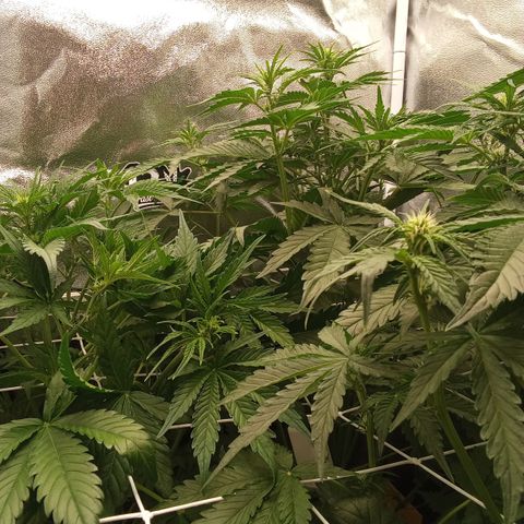 Banana Purple Punch Automatik #1 Hinten Rechts  growlog timeline photo