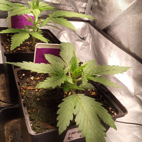 Gorilla Punch Automatik  growlog timeline photo