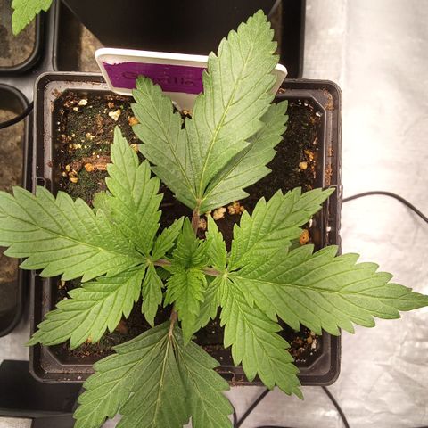 Gorilla Punch Automatik  growlog timeline photo