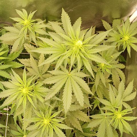 Banana Purple Punch Automatik #1 Hinten Rechts  growlog timeline photo