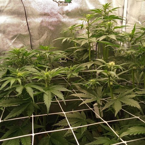 Banana Purple Punch Automatik #1 Hinten Rechts  growlog timeline photo
