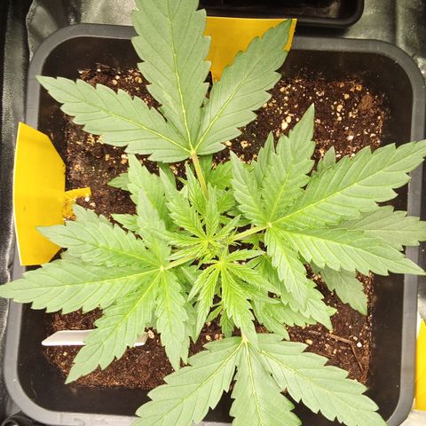 Zkittlez Automatic  growlog timeline photo