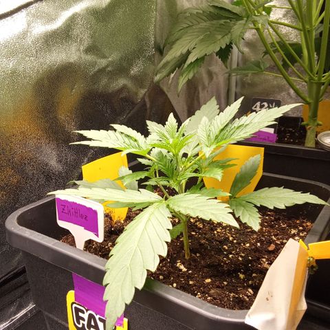 Zkittlez Automatic  growlog timeline photo