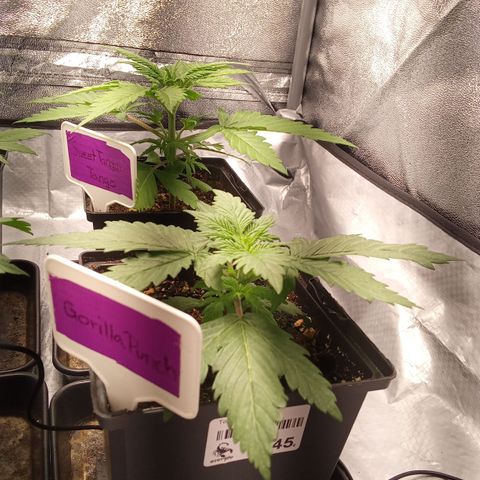 Gorilla Punch Automatik  growlog timeline photo