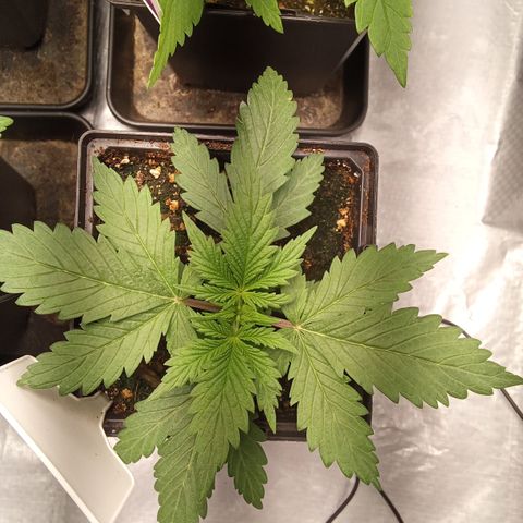 Gorilla Punch Automatik  growlog timeline photo