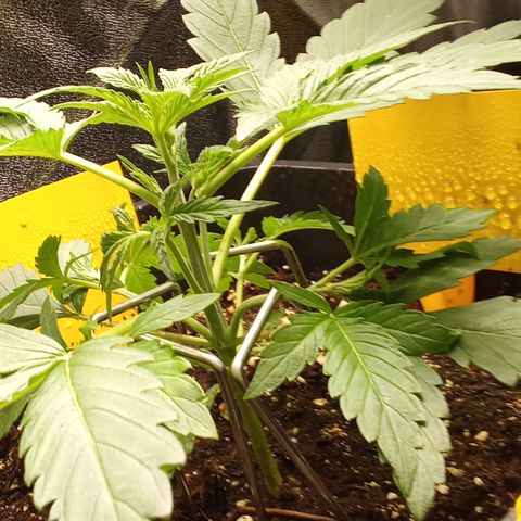 Zkittlez Automatic  growlog photo: LST Training mit Metallbügeln Zweige runtergebunden.