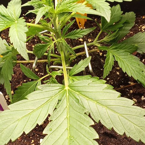 Zkittlez Automatic  growlog photo: LST Training mit Metallbügeln Zweige runtergebunden.