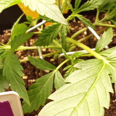 Zkittlez Automatic  growlog photo: LST Training mit Metallbügeln Zweige runtergebunden.
