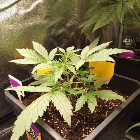 Zkittlez Automatic  growlog timeline photo