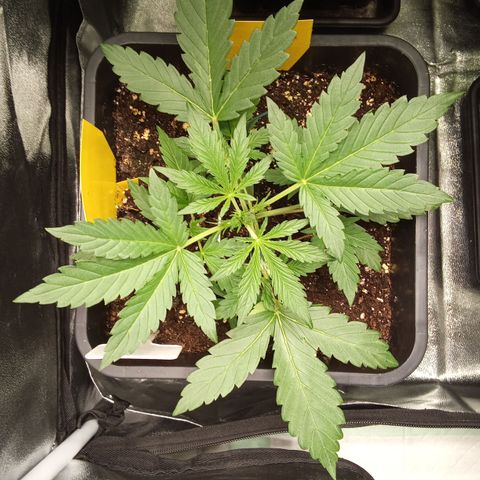Zkittlez Automatic  growlog timeline photo