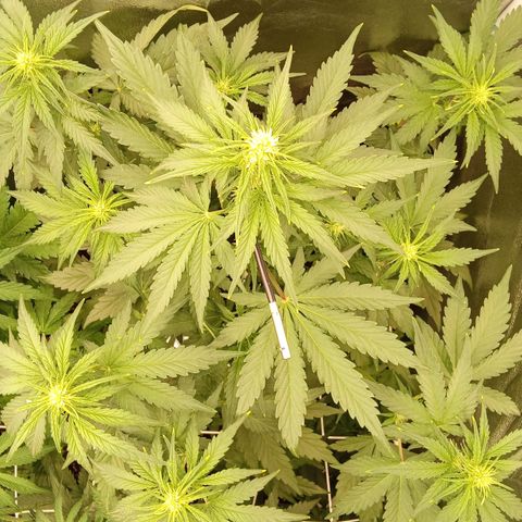 Banana Purple Punch Automatik #1 Hinten Rechts  growlog timeline photo