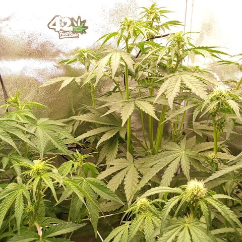 Banana Purple Punch Automatik #1 Hinten Rechts  growlog timeline photo